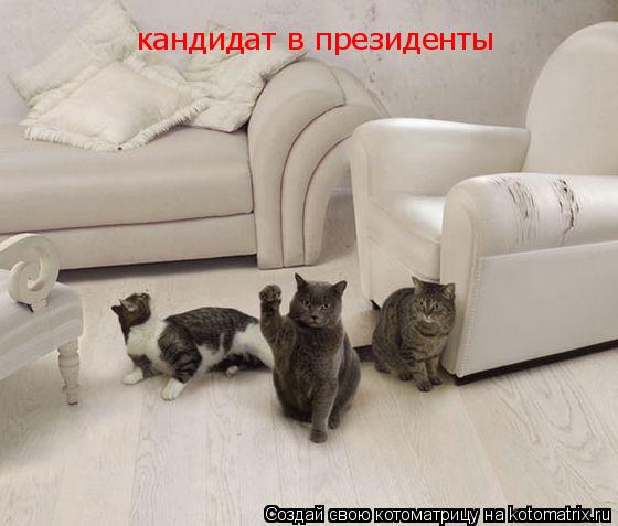 кандидат в президенты... Котоматрица: кандидат в президенты