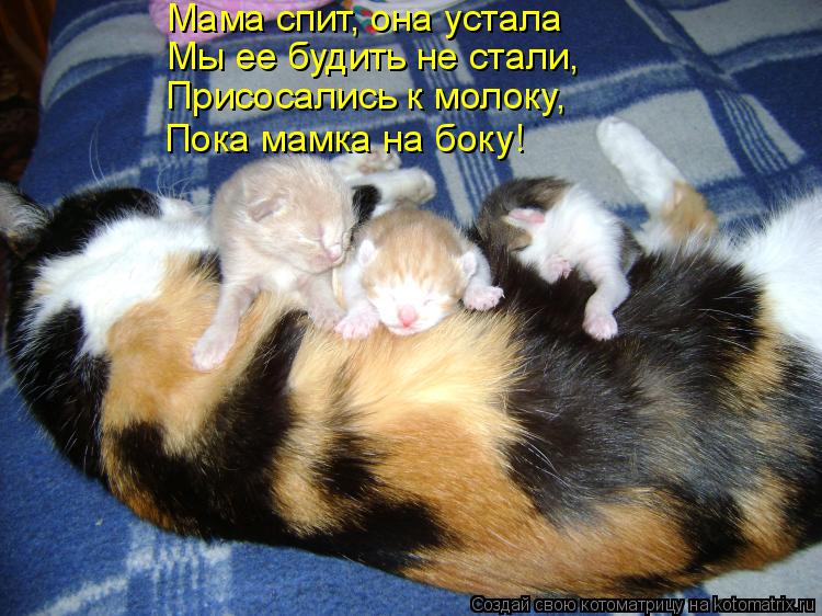 Котоматрица: Мама спит, она устала Мы ее будить не стали, Присосались к молоку, Пока мамка на боку!