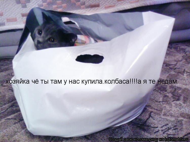 хозяйка чё ты там у нас купила.колбаса!!!!а я те недам.... Котоматрица: хозяйка чё ты там у нас купила.колбаса!!!!а я те недам.