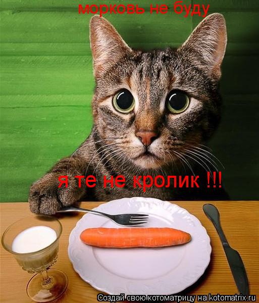 я те не кролик !!! морковь не буду... Котоматрица: я те не кролик !!! морковь не буду