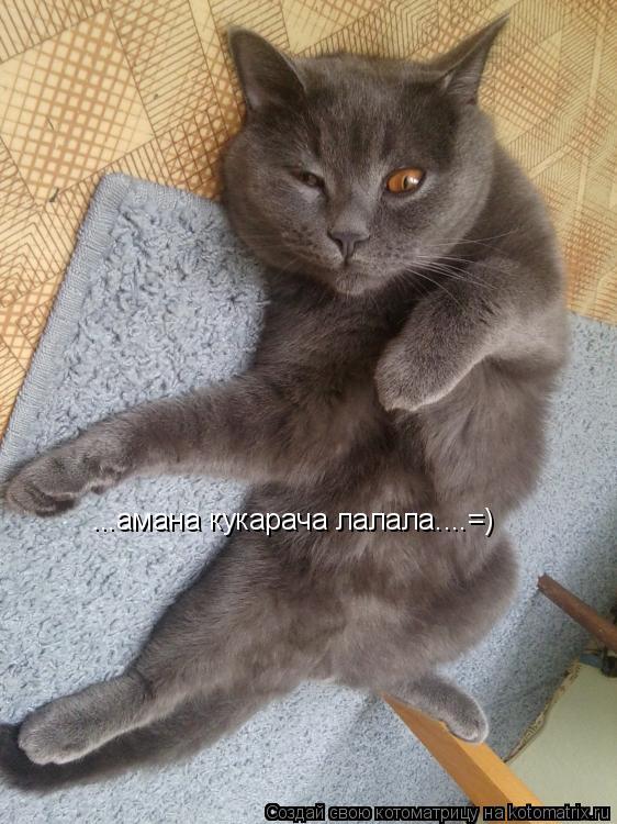 Котоматрица: ...амана кукарача лалала....=)