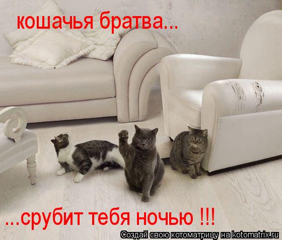 Котоматрица: кошачья братва... ...срубит тебя ночью !!!