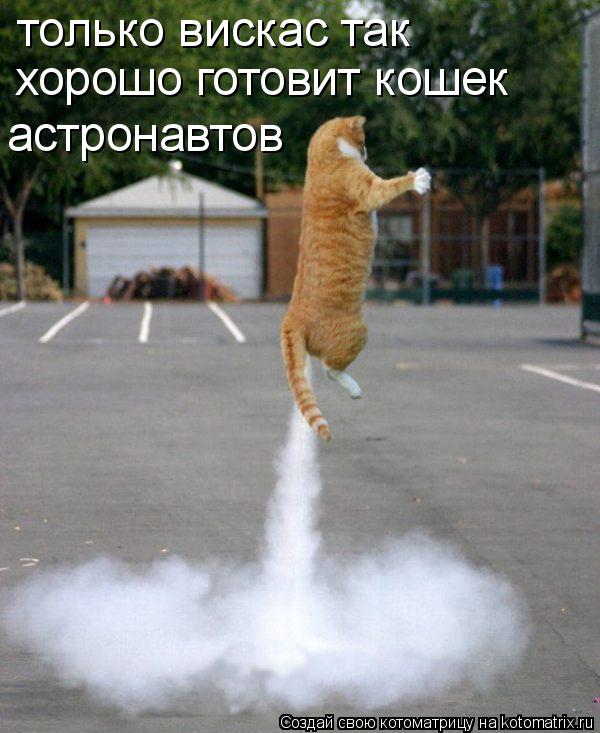 только вискас так хорошо готовит кошек астронавтов... Котоматрица: только вискас так хорошо готовит кошек астронавтов