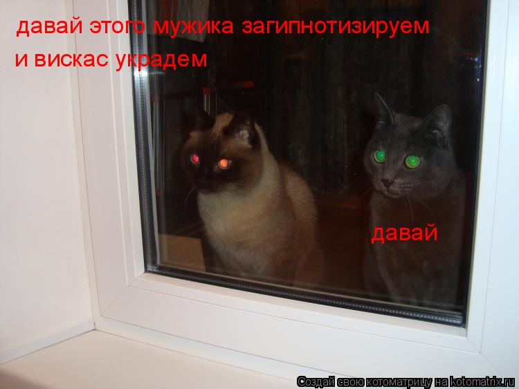 Котоматрица: давай этого мужика загипнотизируем и вискас украдем давай