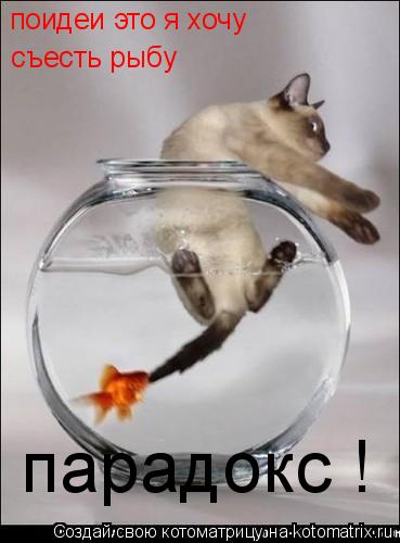 Котоматрица: поидеи это я хочу  съесть рыбу парадокс !