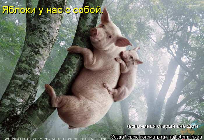 Котоматрица: Яблоки у нас с собой. (вспоминая старый анекдот)