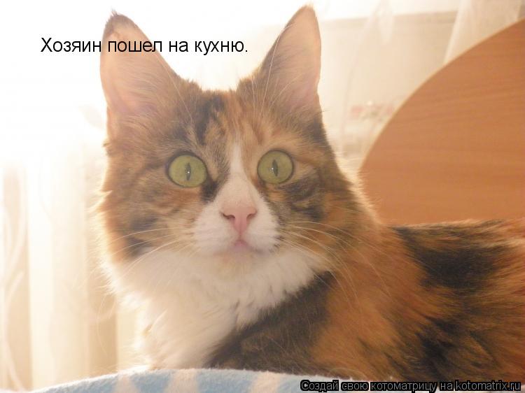Котоматрица: Хозяин пошел на кухню.