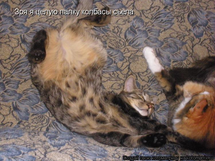 Котоматрица: Зря я целую палку колбасы сьела.