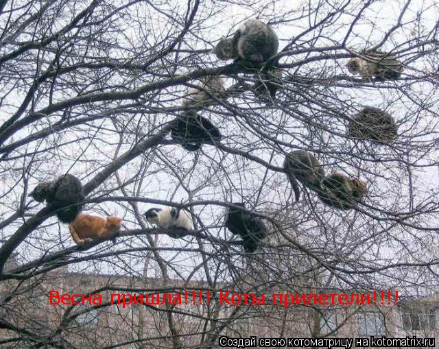 Котоматрица: Весна пришла!!!! Коты прилетели!!!!