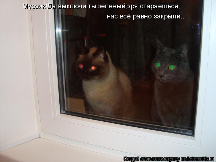 Котоматрица: Мурзик!Да выключи ты зелёный,зря стараешься, нас всё равно закрыли...