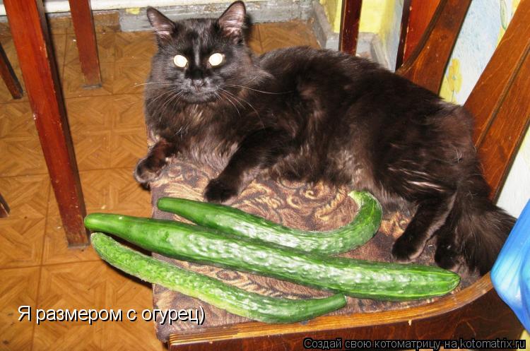 Котоматрица: Я размером с огурец)