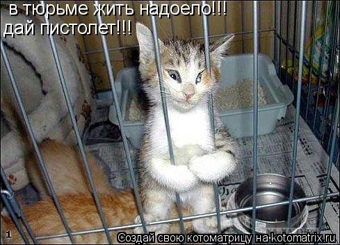 Котоматрица: в тюрьме жить надоело!!! дай пистолет!!!