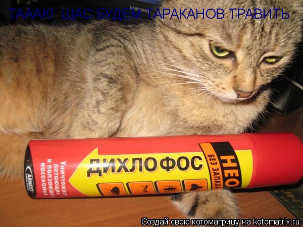 Котоматрица: ТАААК!  ЩАС БУДЕМ ТАРАКАНОВ ТРАВИТЬ