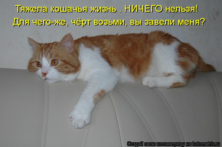 Тяжела кошачья жизнь – НИЧЕГО нельзя! Для чего-же, чёрт возьми, вы завели меня?... Котоматрица: Тяжела кошачья жизнь – НИЧЕГО нельзя! Для чего-же, чёрт возьми, вы завели меня?