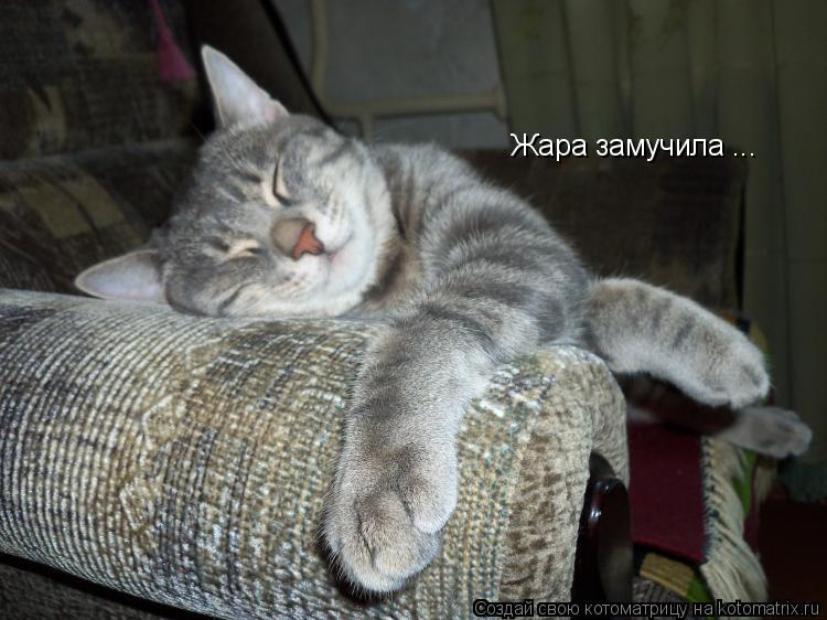 Котоматрица: Жара замучила ...