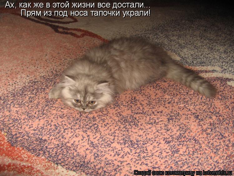 Ах, как же в этой жизни все достали... Прям из под носа тапочки украли!... Котоматрица: Ах, как же в этой жизни все достали... Прям из под носа тапочки украли!