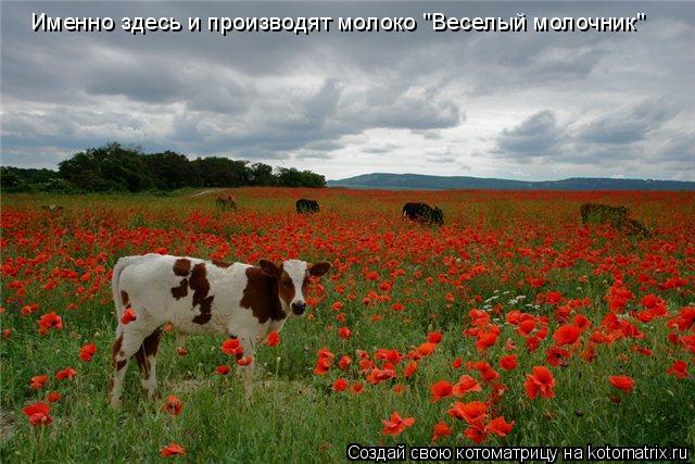 Именно здесь и производят молоко "Веселый молочник"... Котоматрица: Именно здесь и производят молоко "Веселый молочник"
