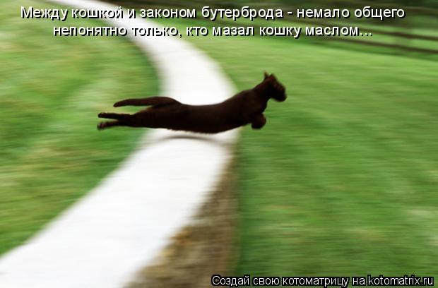 Между кошкой и законом бутерброда - немало общего непонятно только, кто мазал кошку маслом...... Котоматрица: Между кошкой и законом бутерброда - немало общего непонятно только, кто мазал кошку маслом...