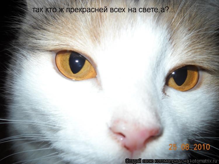 так кто ж прекрасней всех на свете,а?...... Котоматрица: так кто ж прекрасней всех на свете,а?...
