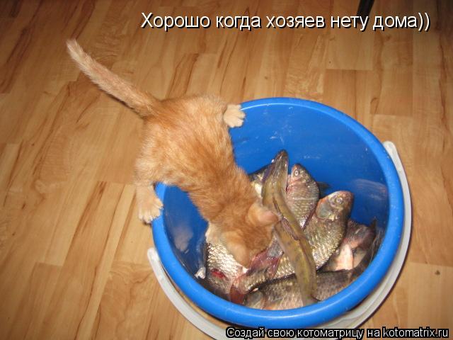 Хорошо когда хозяев нету дома))... Котоматрица: Хорошо когда хозяев нету дома))