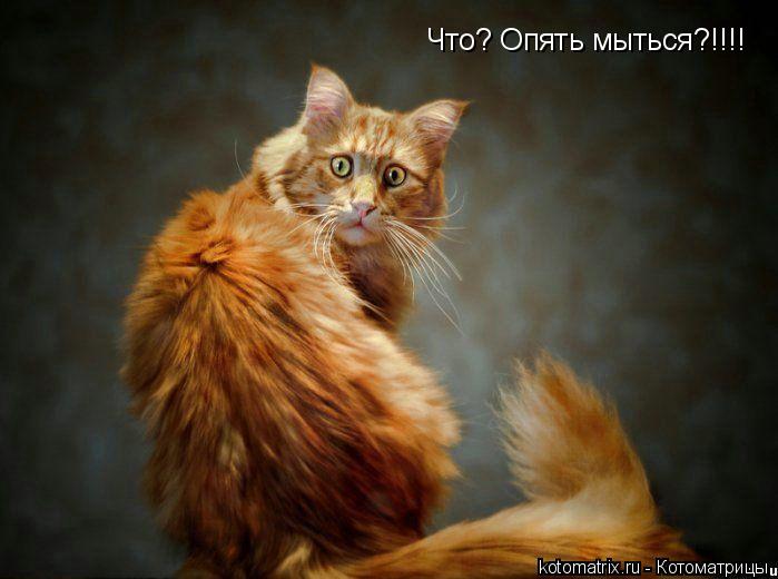 Что? Опять мыться?!!!!... Котоматрица: Что? Опять мыться?!!!!