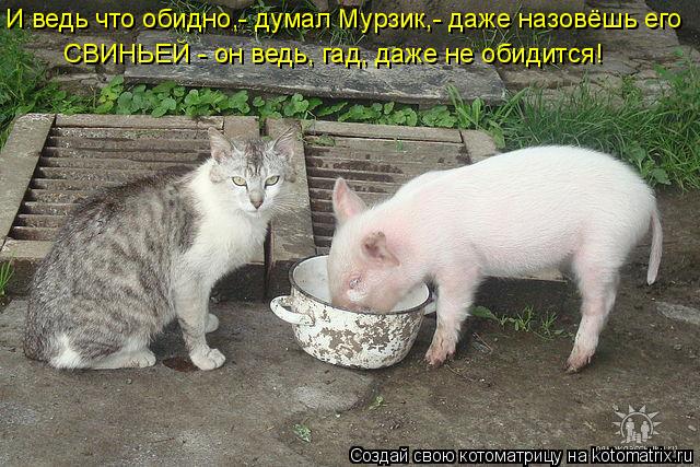 И ведь что обидно,- думал Мурзик,- даже назовёшь его СВИНЬЕЙ - он ведь, гад, даже не обидится!... Котоматрица: И ведь что обидно,- думал Мурзик,- даже назовёшь его СВИНЬЕЙ - он ведь, гад, даже не обидится!