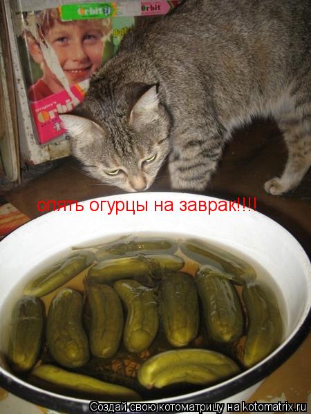опять огурцы на заврак!!!!... Котоматрица: опять огурцы на заврак!!!!
