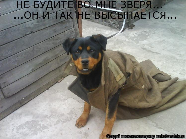 НЕ БУДИТЕ ВО МНЕ ЗВЕРЯ... ...ОН И ТАК НЕ ВЫСЫПАЕТСЯ...... Котоматрица: НЕ БУДИТЕ ВО МНЕ ЗВЕРЯ... ...ОН И ТАК НЕ ВЫСЫПАЕТСЯ...