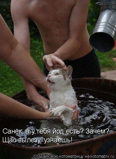 Санёк, а у тебя йод есть? Зачем? Щас вылезу, узнаешь!... Котоматрица: Санёк, а у тебя йод есть? Зачем? Щас вылезу, узнаешь!