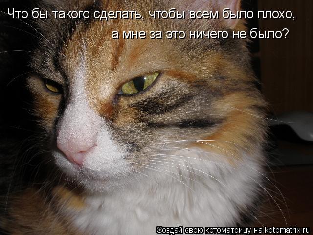 Что бы такого сделать, чтобы всем было плохо, а мне за это ничего не было?... Котоматрица: Что бы такого сделать, чтобы всем было плохо, а мне за это ничего не было?