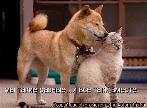 мы такие разные...и все таки вместе.... Котоматрица: мы такие разные...и все таки вместе.