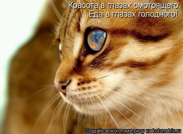 Красота в глазах смотрящего. Еда в глазах голодного!... Котоматрица: Красота в глазах смотрящего. Еда в глазах голодного!