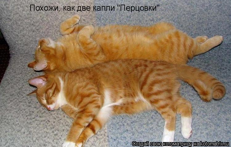 Похожи, как две капли "Перцовки"... Котоматрица: Похожи, как две капли "Перцовки"