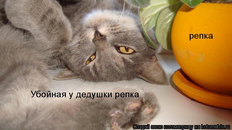 Убойная у дедушки репка репка... Котоматрица: Убойная у дедушки репка репка