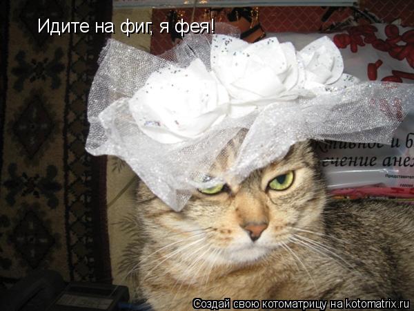 Идите на фиг, я фея!... Котоматрица: Идите на фиг, я фея!