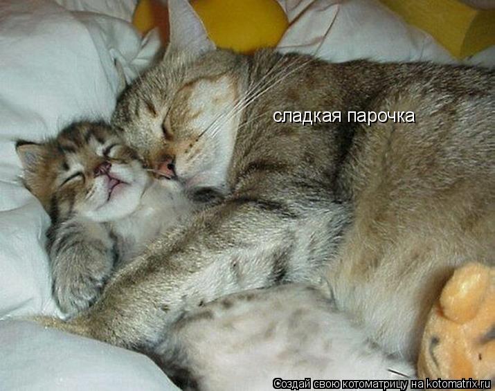 сладкая парочка... Котоматрица: сладкая парочка