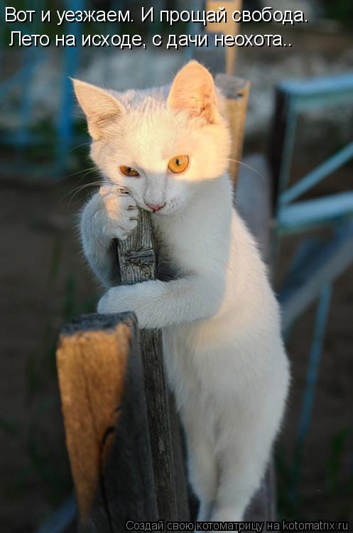 Лето на исходе, с дачи неохота.. Вот и уезжаем. И прощай свобода.... Котоматрица: Лето на исходе, с дачи неохота.. Вот и уезжаем. И прощай свобода.
