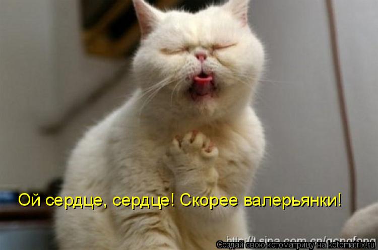 Ой сердце, сердце! Скорее валерьянки!... Котоматрица: Ой сердце, сердце! Скорее валерьянки!