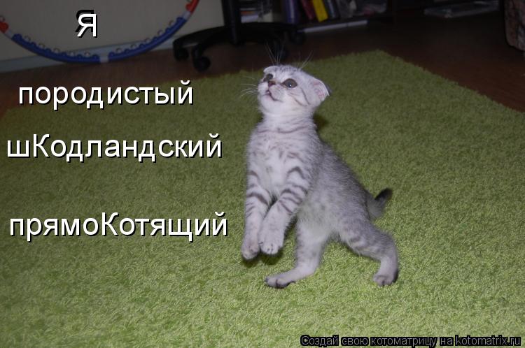 Я породистый шКодландский прямоКотящий Я... Котоматрица: Я породистый шКодландский прямоКотящий Я