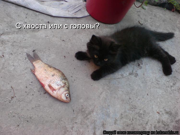 С хвоста или с головы?... Котоматрица: С хвоста или с головы?