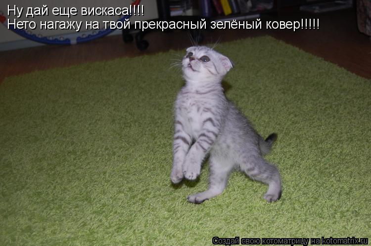 Ну дай еще вискаса!!!! Нето нагажу на твой прекрасный зелёный ковер!!!!!... Котоматрица: Ну дай еще вискаса!!!! Нето нагажу на твой прекрасный зелёный ковер!!!!!