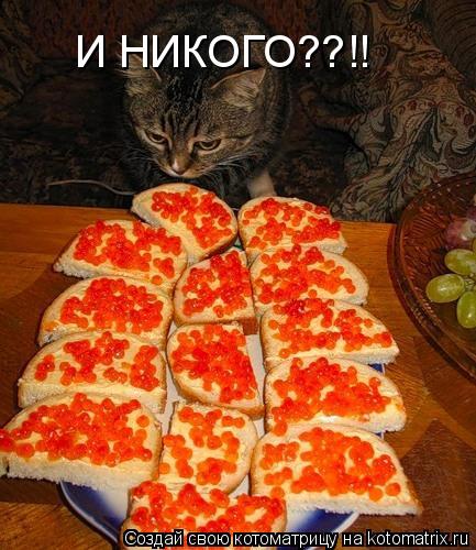 И НИКОГО??!!... Котоматрица: И НИКОГО??!!