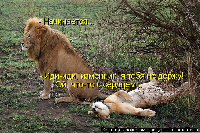 - Иди-иди, изменник, я тебя не держу! Ой, что-то с сердцем.... - Начинается...... Котоматрица: - Иди-иди, изменник, я тебя не держу! Ой, что-то с сердцем.... - Начинается...