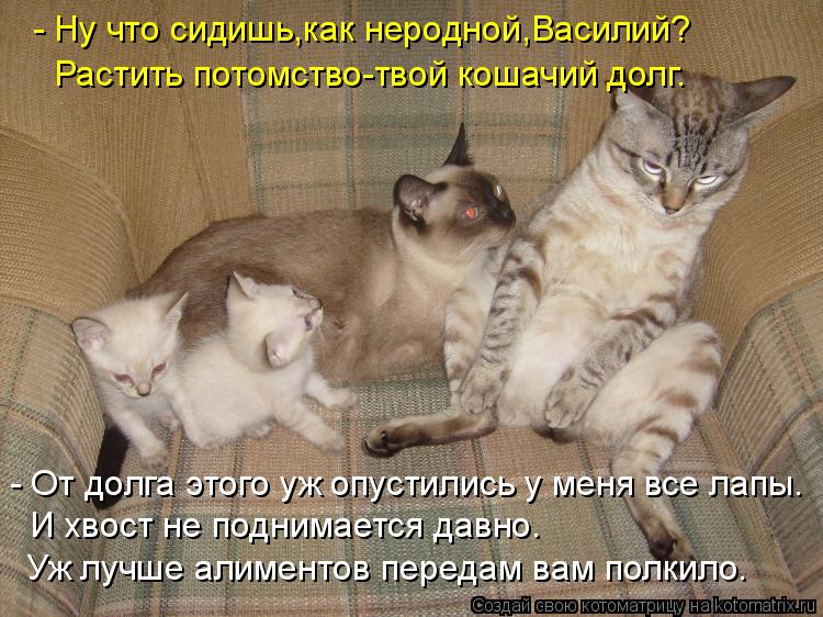 - Ну что сидишь,как неродной,Василий? Растить потомство-твой кошачий долг. - От долга этого уж опуст... Котоматрица: - Ну что сидишь,как неродной,Василий? Растить потомство-твой кошачий долг. - От долга этого уж опустились у меня все лапы. И хвост не поднимае