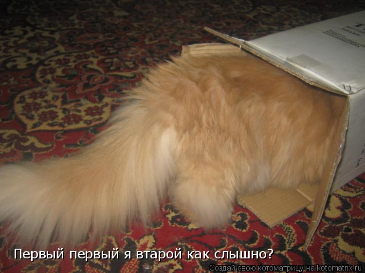 Первый первый я втарой как слышно?... Котоматрица: Первый первый я втарой как слышно?