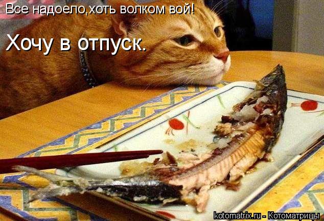 Хочу в отпуск. Все надоело,хоть волком вой!... Котоматрица: Хочу в отпуск. Все надоело,хоть волком вой!