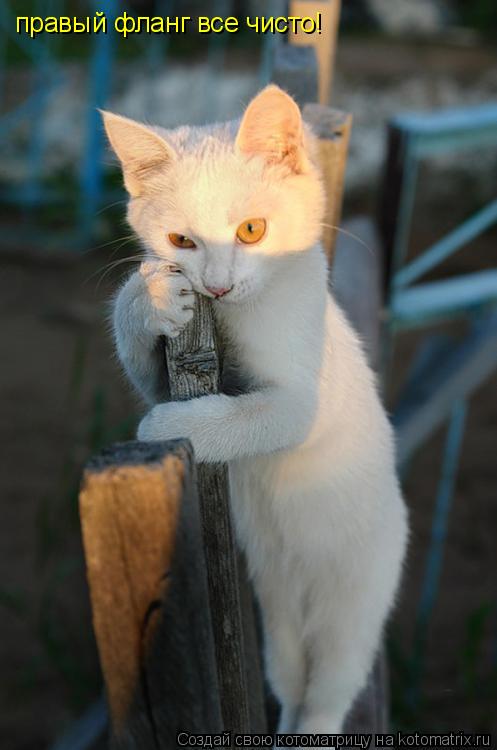 правый фланг все чисто!... Котоматрица: правый фланг все чисто!