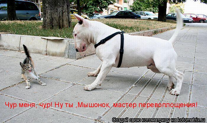 Чур меня, чур! Ну ты ,Мышонок, мастер перевоплощения!... Котоматрица: Чур меня, чур! Ну ты ,Мышонок, мастер перевоплощения!