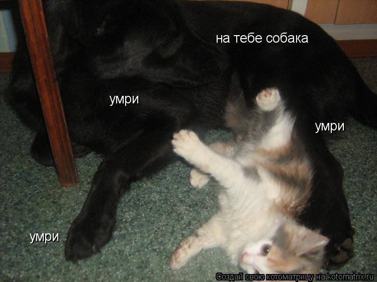 на тебе собака умри умри умри умри... Котоматрица: на тебе собака умри умри умри умри