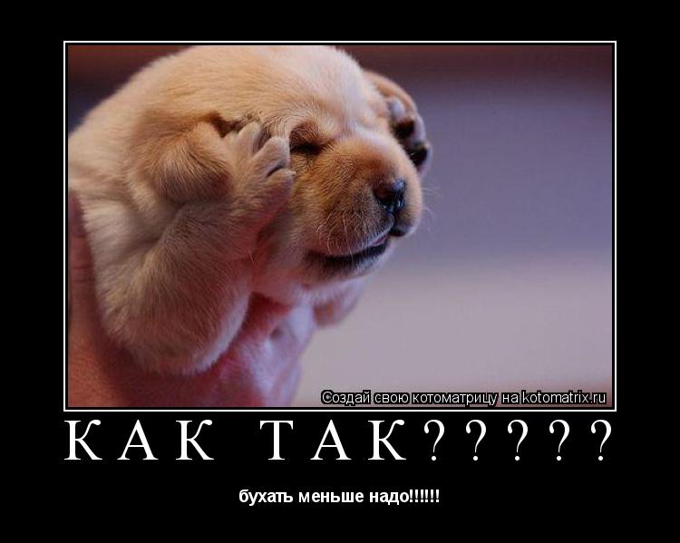 как так????? бухать меньше надо!!!!!!... Котоматрица: как так????? бухать меньше надо!!!!!!